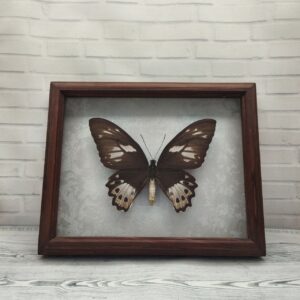 Метелик в рамці Ornithoptera priamus f