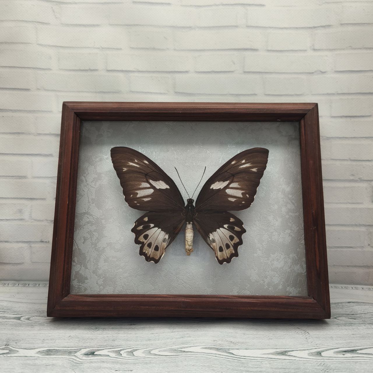 Метелик в рамці Ornithoptera priamus f