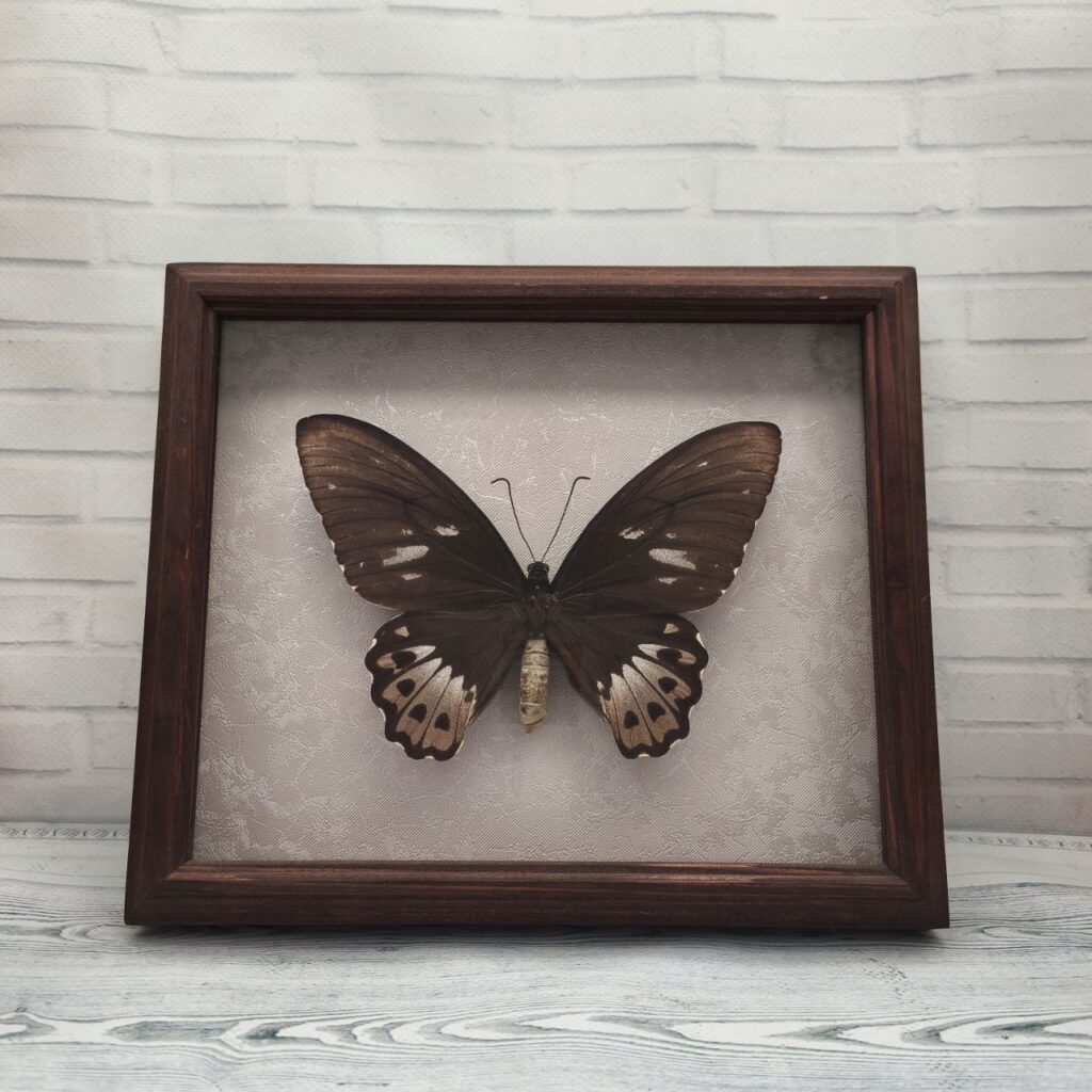 Метелик в рамці Ornithoptera priamus f