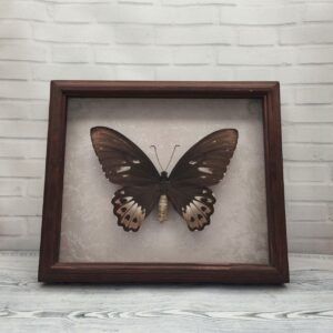 Метелик в рамці Ornithoptera priamus f