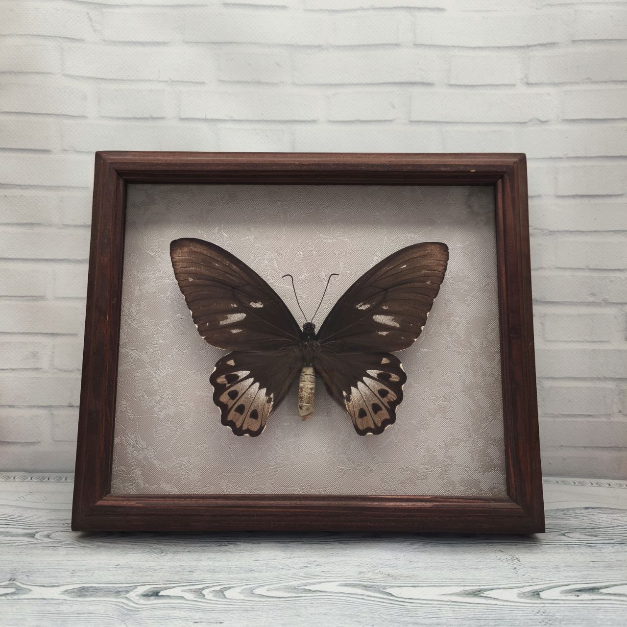 Метелик в рамці Ornithoptera priamus f