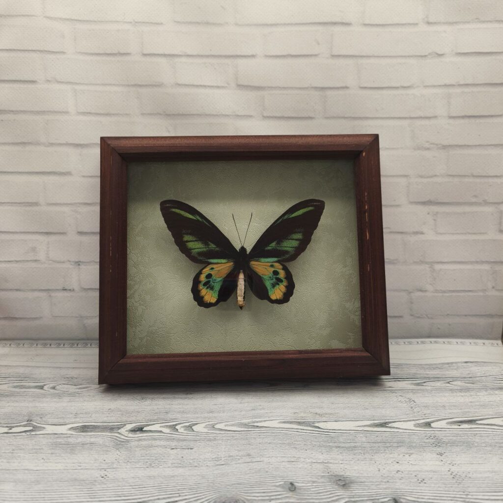 Метелик в рамці Ornithoptera rotschildi m