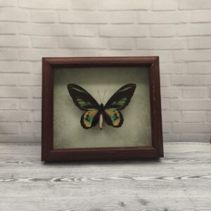 Метелик в рамці Ornithoptera rotschildi m