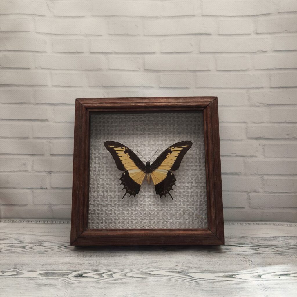 Метелик в рамці Papilio androgeus