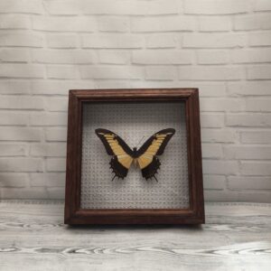 Метелик в рамці Papilio androgeus