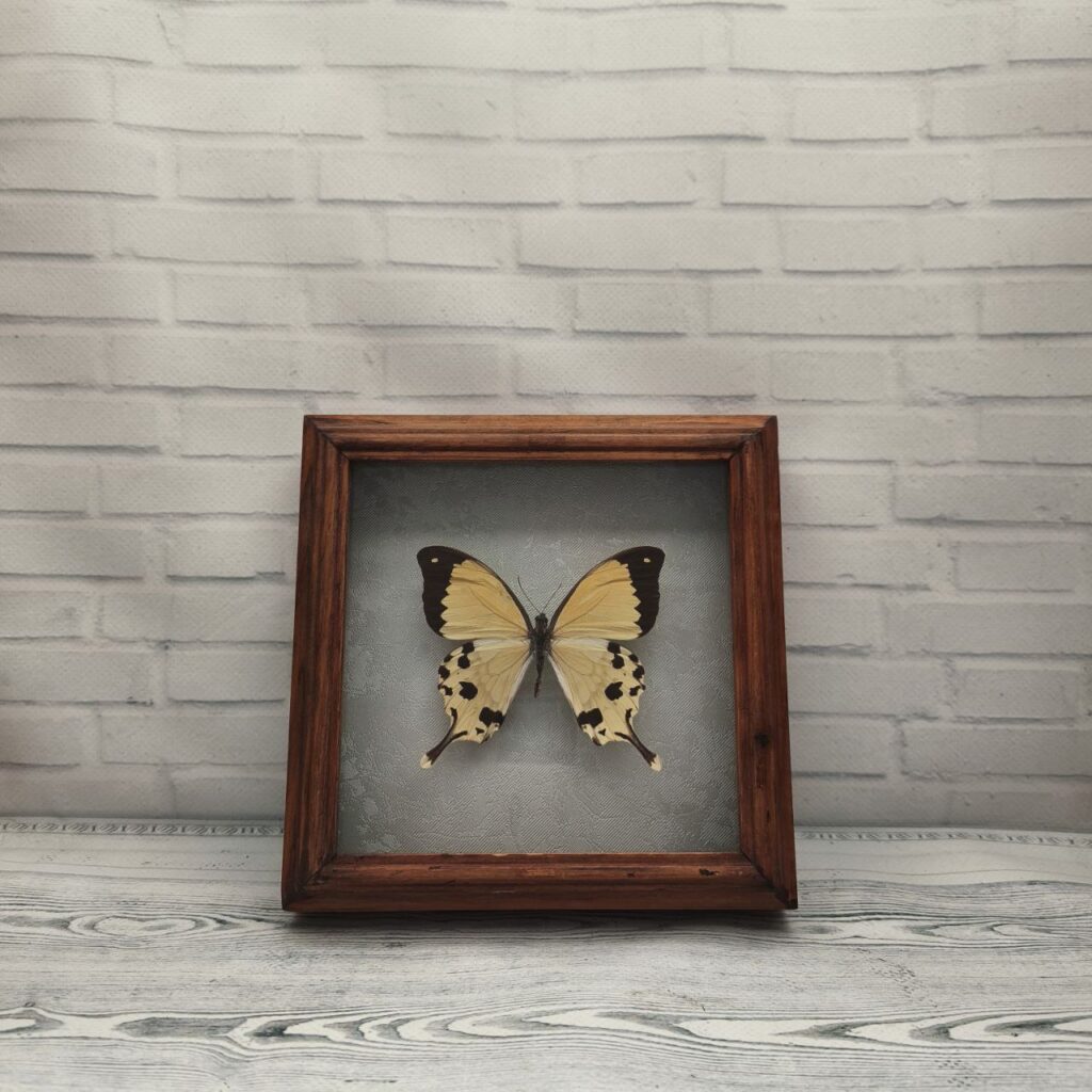 Метелик в рамці Papilio dardanus meriones