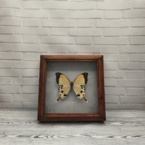 Метелик в рамці Papilio dardanus meriones