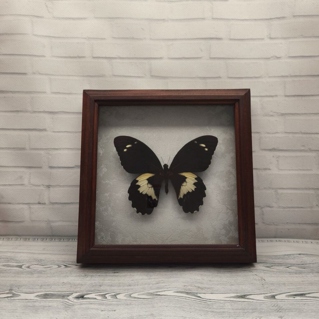 Метелик в рамці Papilio gambrisius