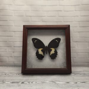 Метелик в рамці Papilio gambrisius