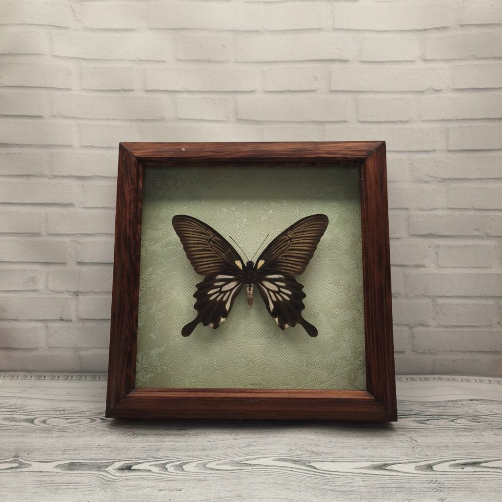 Метелик в рамці Papilio memnon thale f