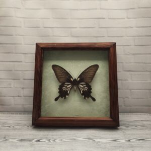 Метелик в рамці Papilio memnon thale f