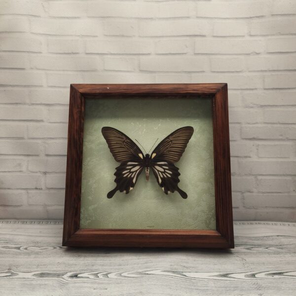 Метелик в рамці Papilio memnon thale f