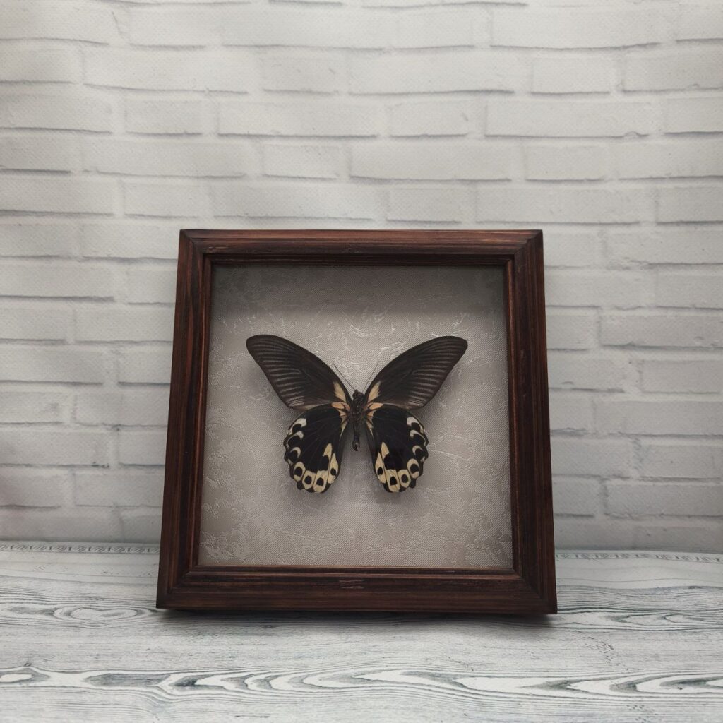 Метелик в рамці Papilio rumanzovia низ