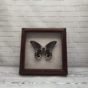 Метелик в рамці Papilio rumanzovia низ