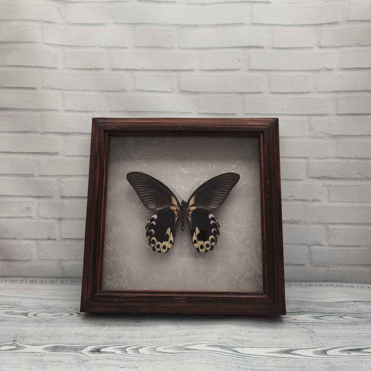 Метелик в рамці Papilio rumanzovia низ
