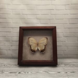 Метелик в рамці Stichophthalma howqua