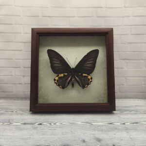 Метелик в рамці Troides hypolitus m