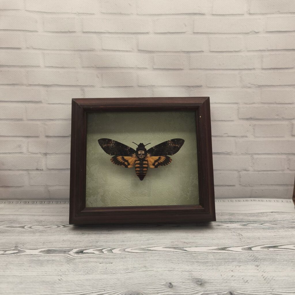Метелик в рамці Acherontia atropos