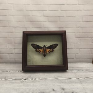Метелик в рамці Acherontia atropos