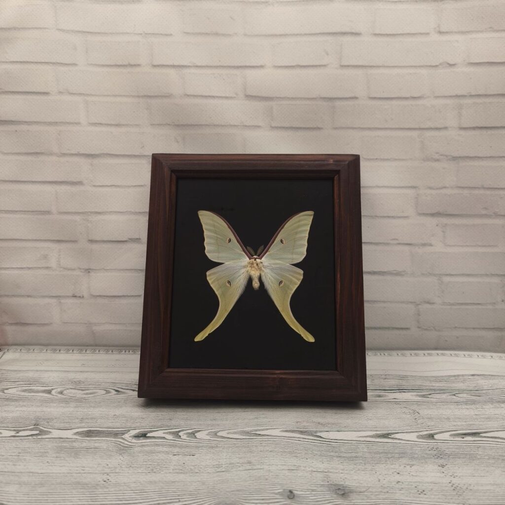 Метелик в рамці Actias luna male