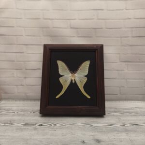 Метелик в рамці Actias luna male