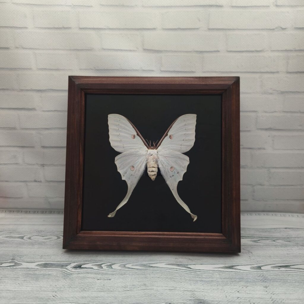Метелик в рамці Actias luna f