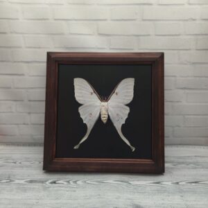 Метелик в рамці Actias luna f
