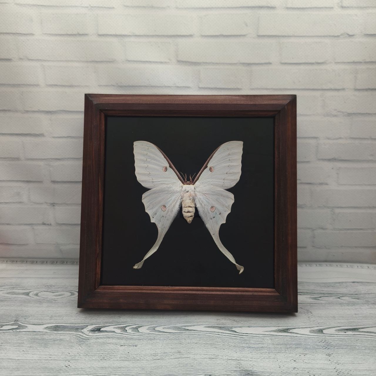 Метелик в рамці Actias luna f