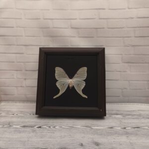 Метелик в рамці Actias luna f