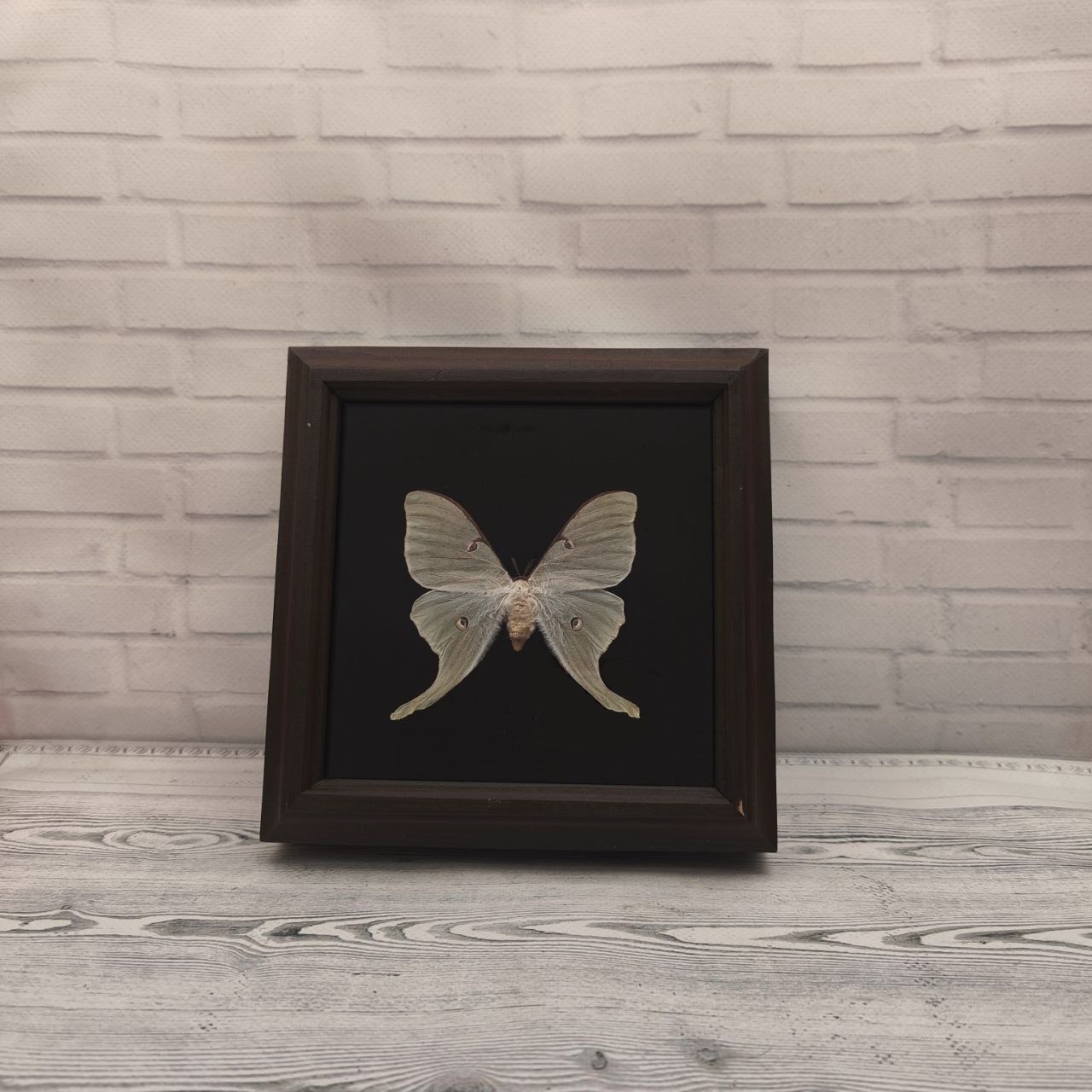 Метелик в рамці Actias luna f