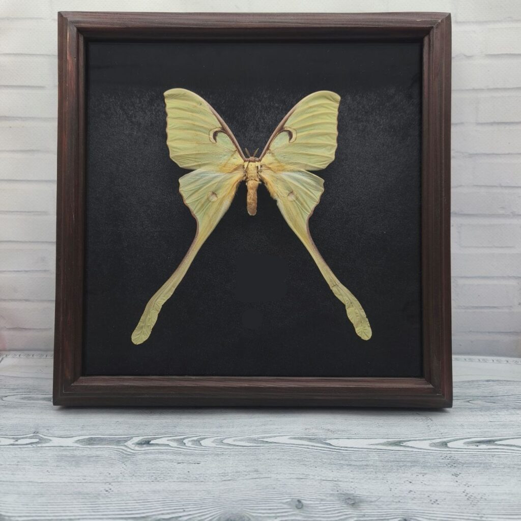 Метелик в рамці Actias maenas f
