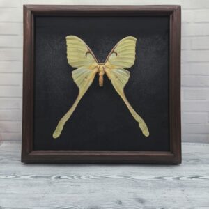 Метелик в рамці Actias maenas f