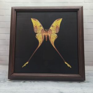 Метелик в рамці Actias maenas m