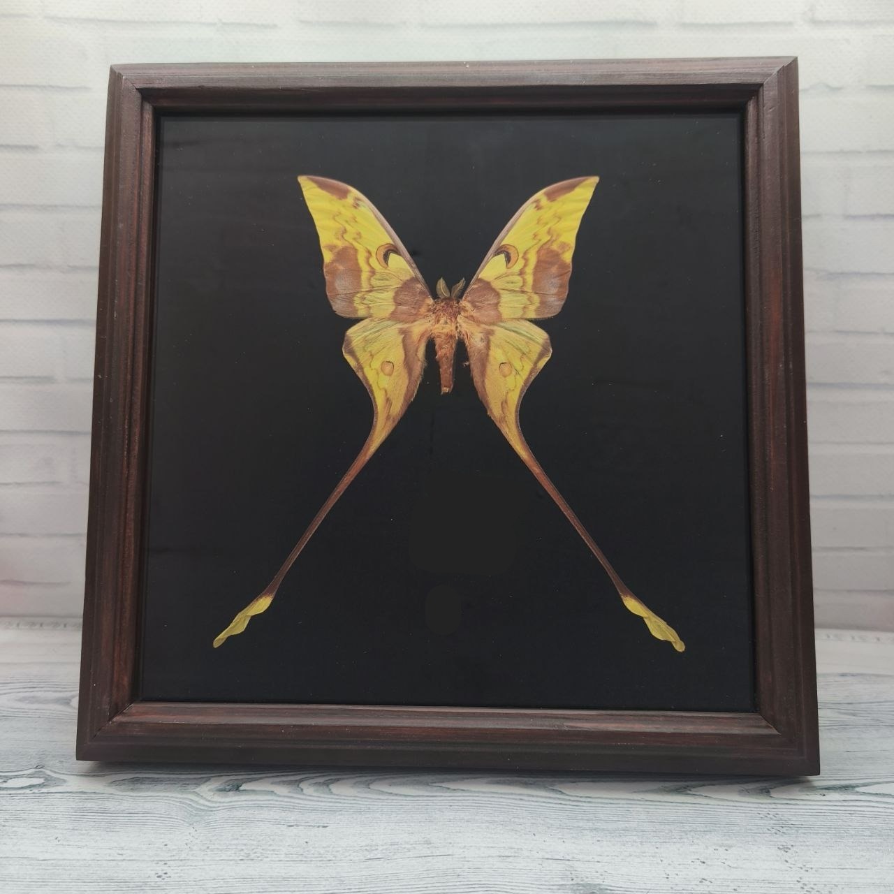 Метелик в рамці Actias maenas m
