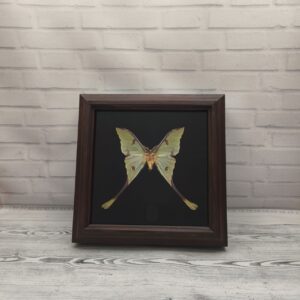Метелик в рамці Argema mimosae m