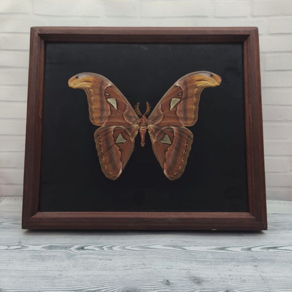 Метелик в рамці Attacus atlas m