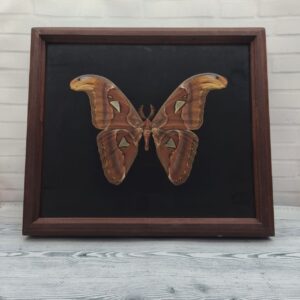 Метелик в рамці Attacus atlas m