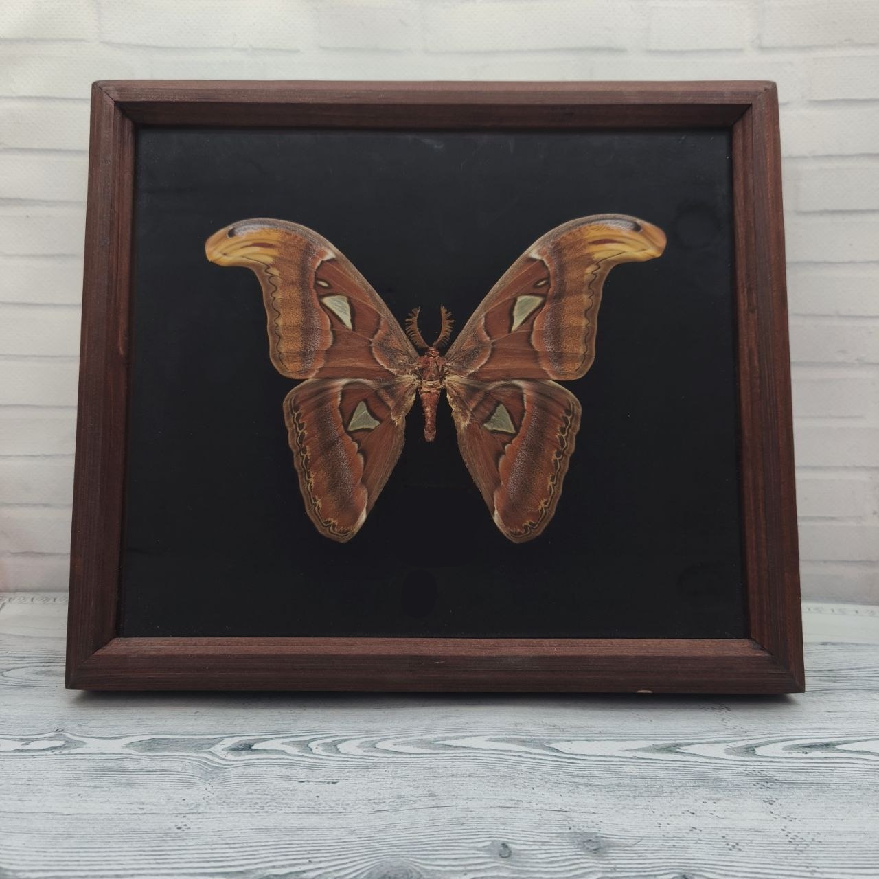 Метелик в рамці Attacus atlas m