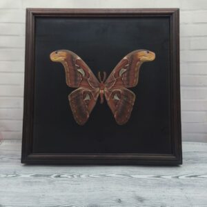 Метелик в рамці Attacus atlas m