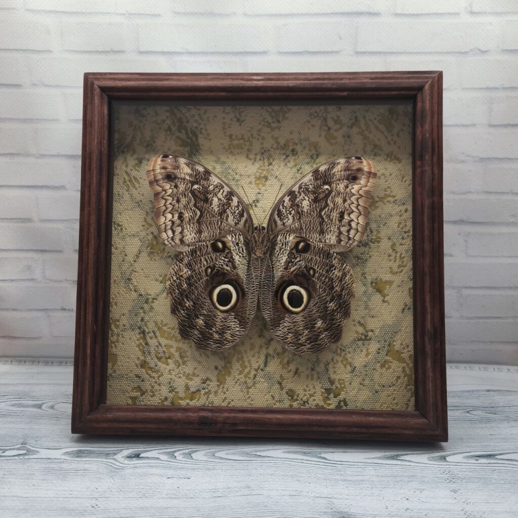 Метелик в рамці Caligo brasiliensis (низ)