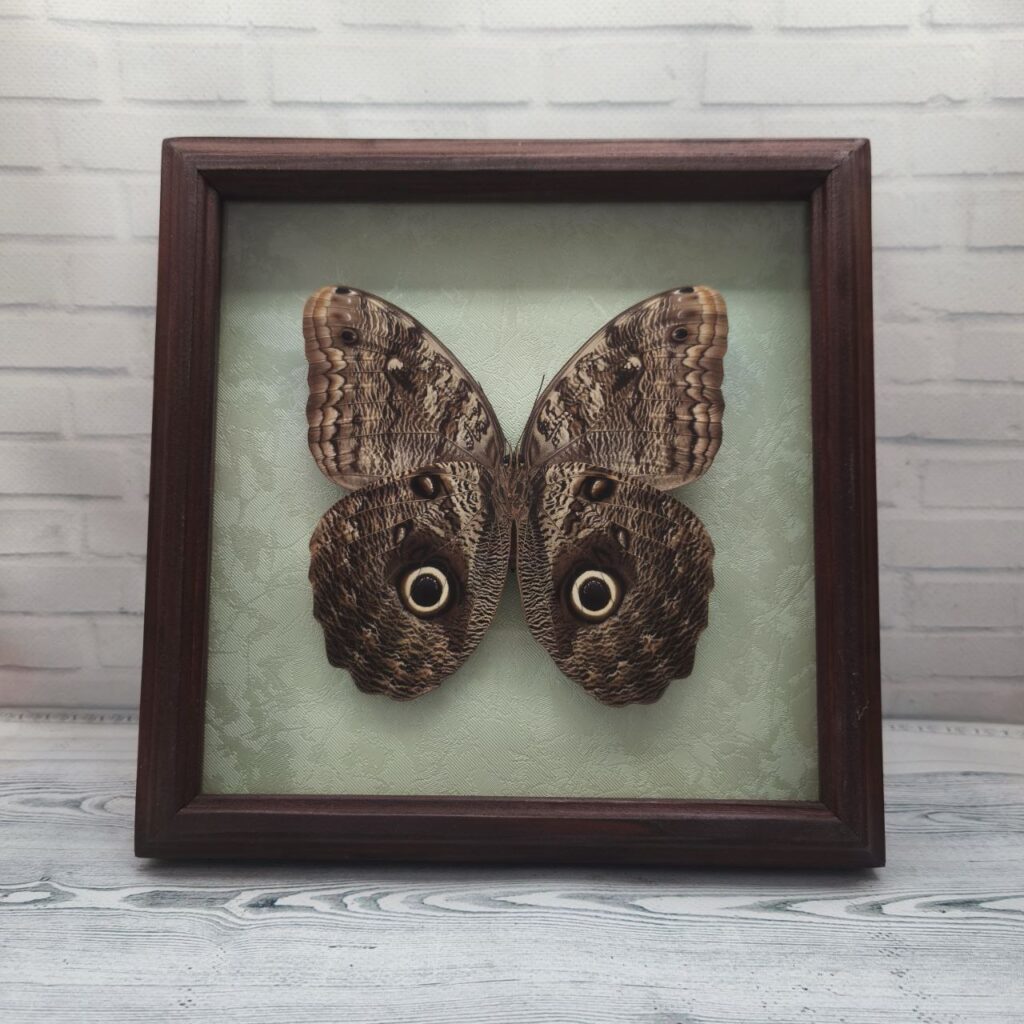 Метелик в рамці Caligo brasiliensis (низ)