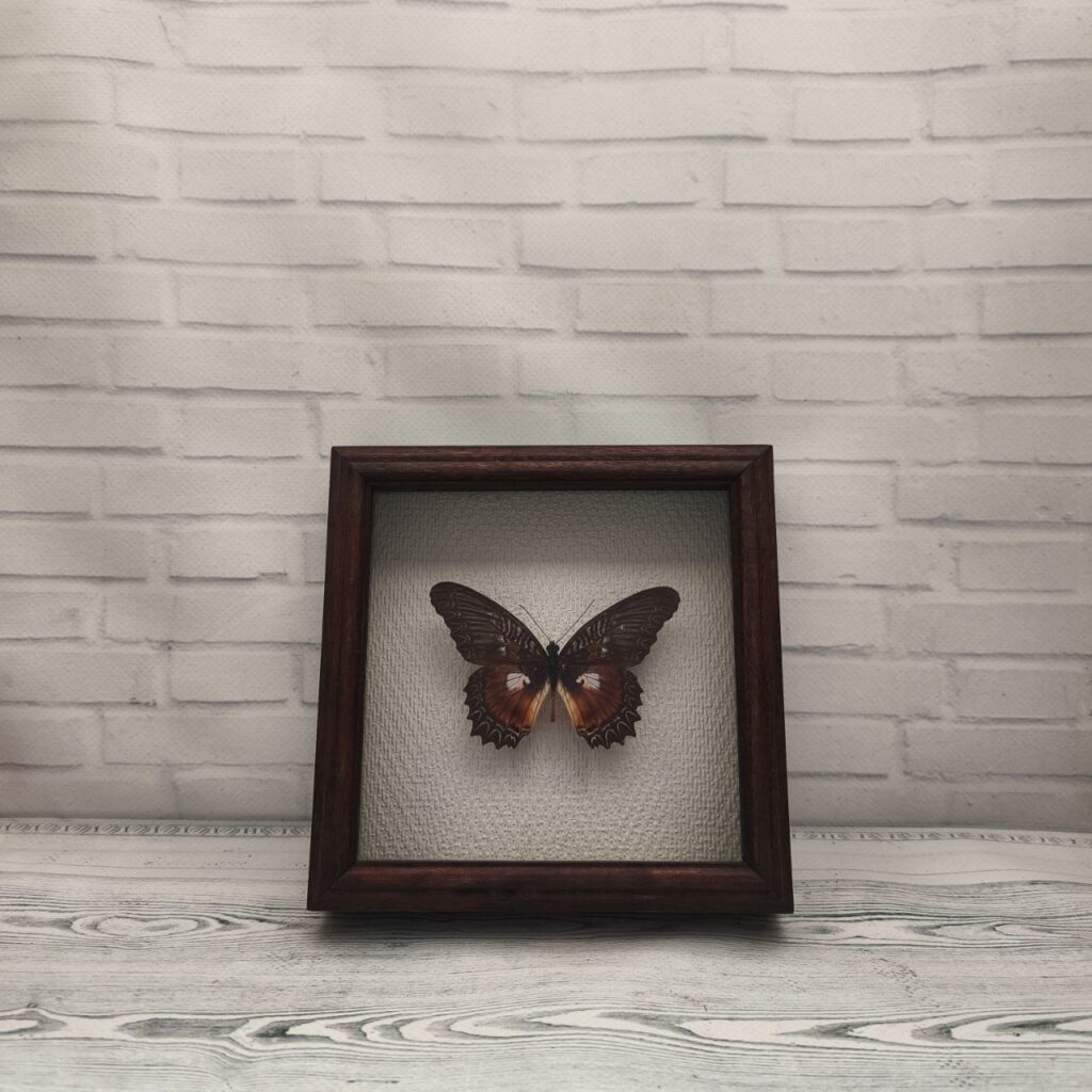 Метелик в рамці Cethosia myrina