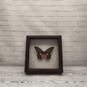 Метелик в рамці Cethosia myrina
