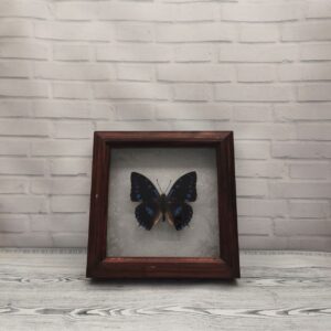 Метелик в рамці Charaxes ameliae