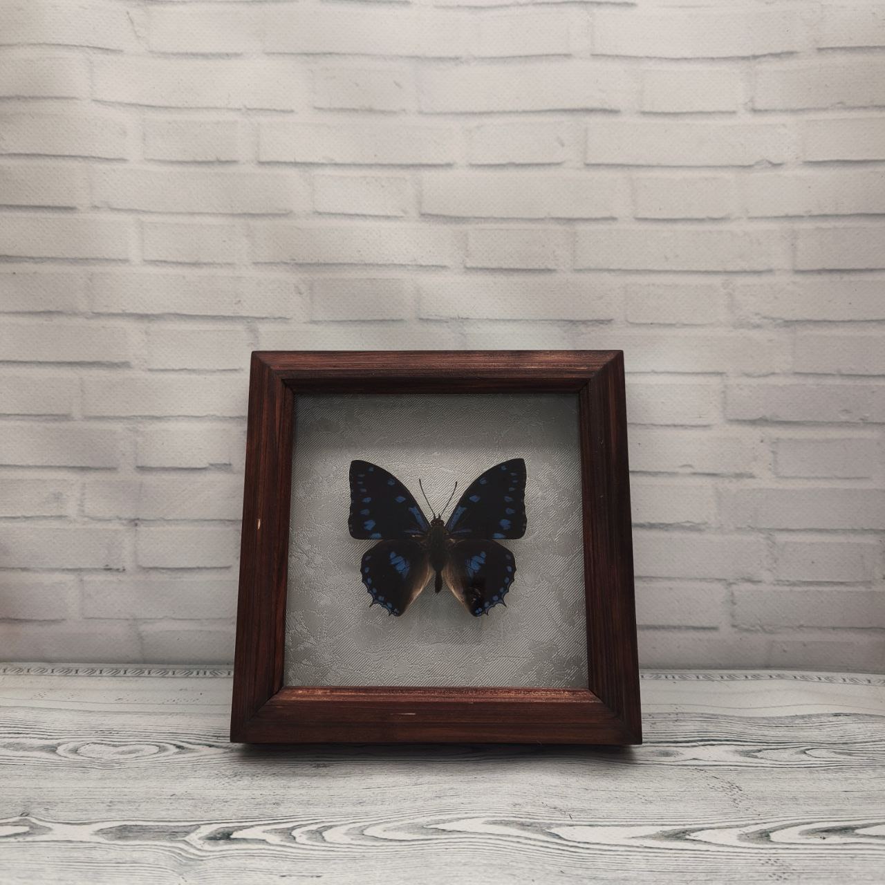 Метелик в рамці Charaxes ameliae