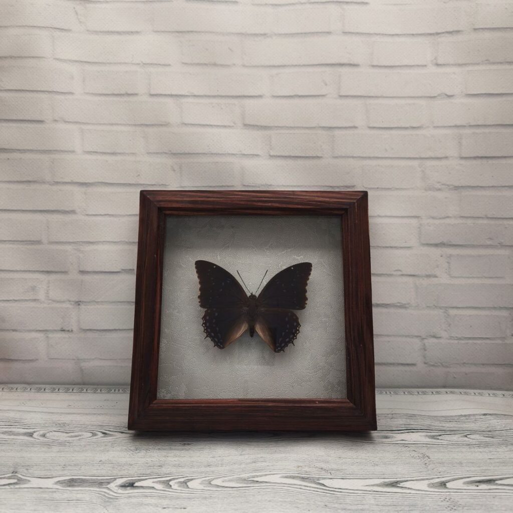 Метелик в рамці Charaxes tiridates