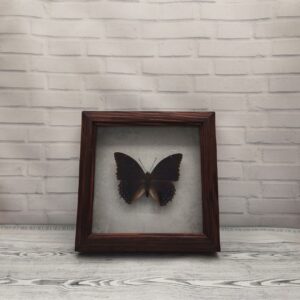 Метелик в рамці Charaxes tiridates