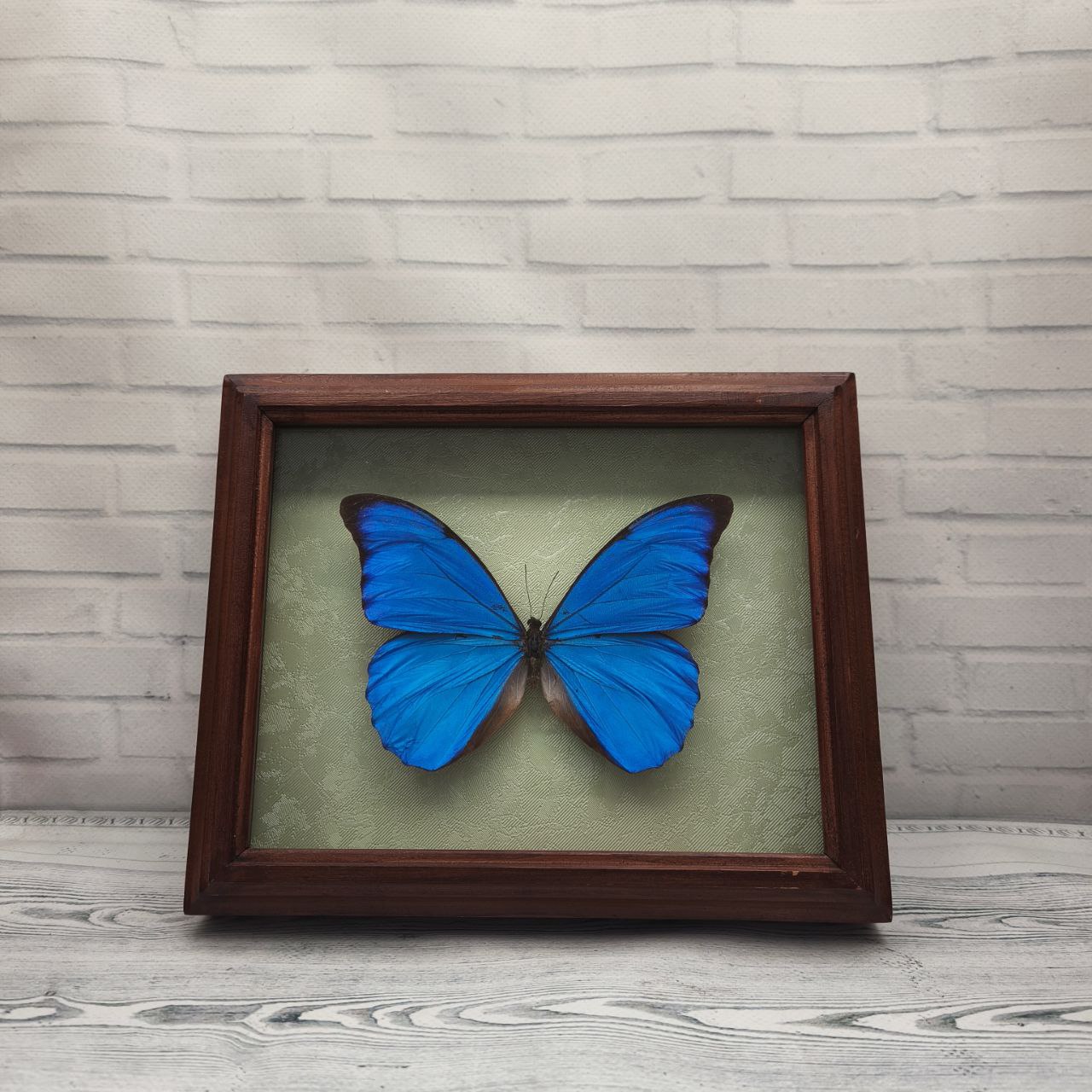 Метелик в рамці Morpho anaxibia