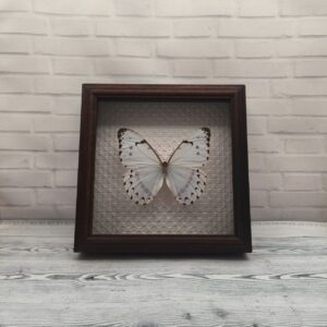 Метелик в рамці Morpho catenarius