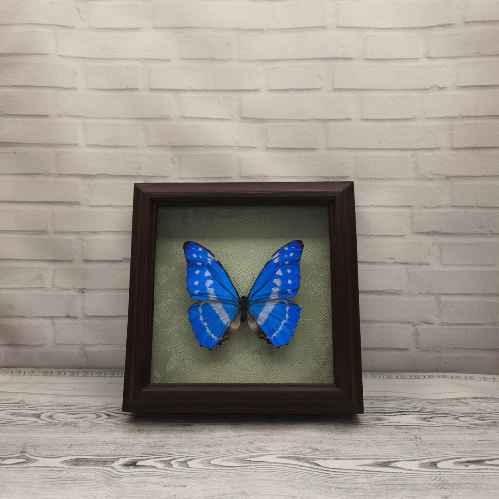Метелик в рамці Morpho cypris
